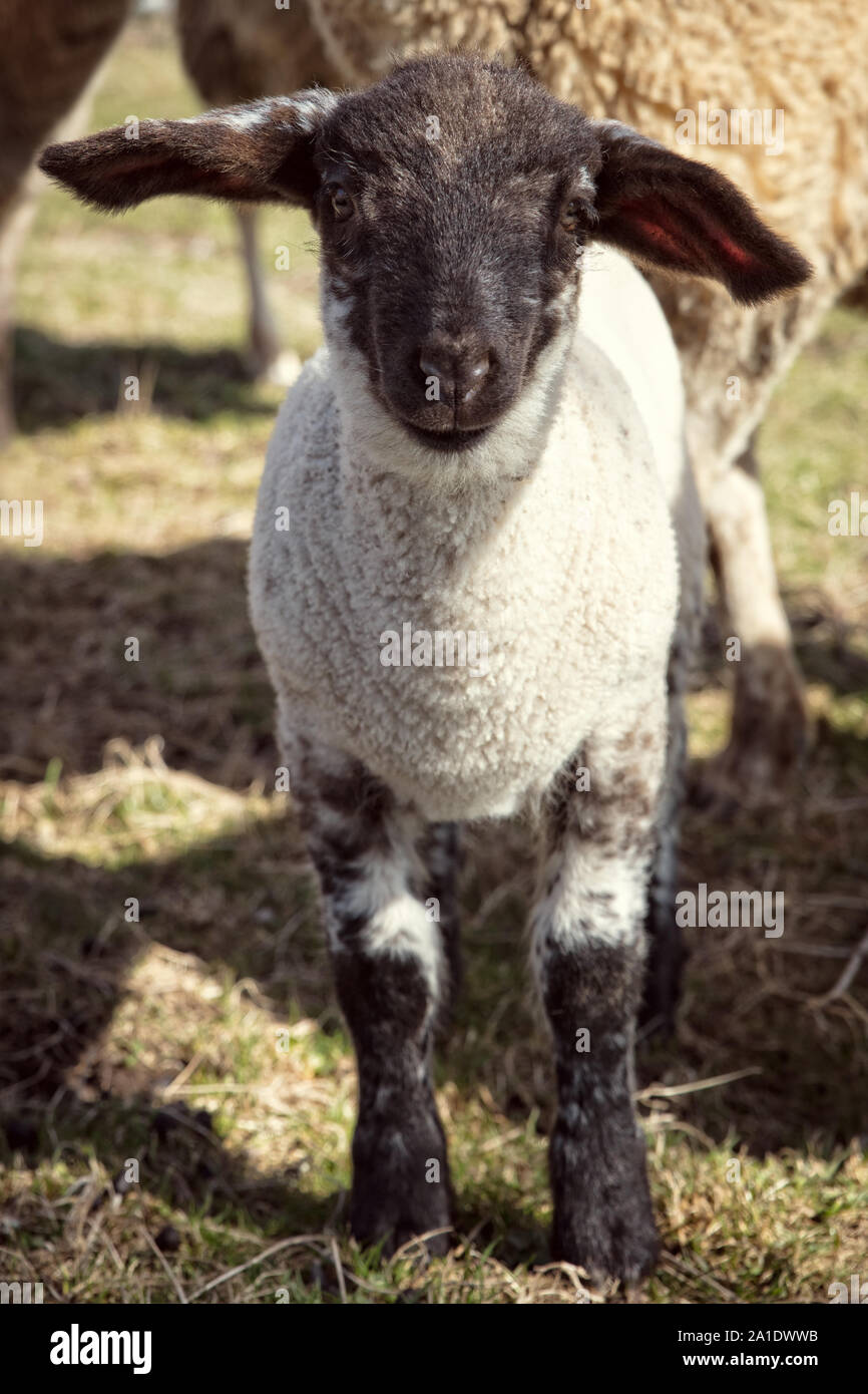 Lamm stehend auf einem Bauernhof, Konzept Tierschutz Stockfoto