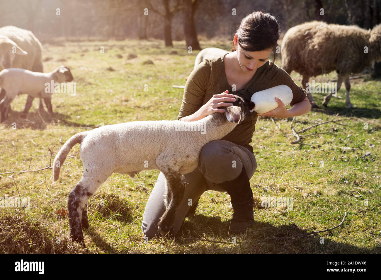 Junge Frau Fütterung ein Lamm mit einer Flasche Milch, Hand Stockfoto
