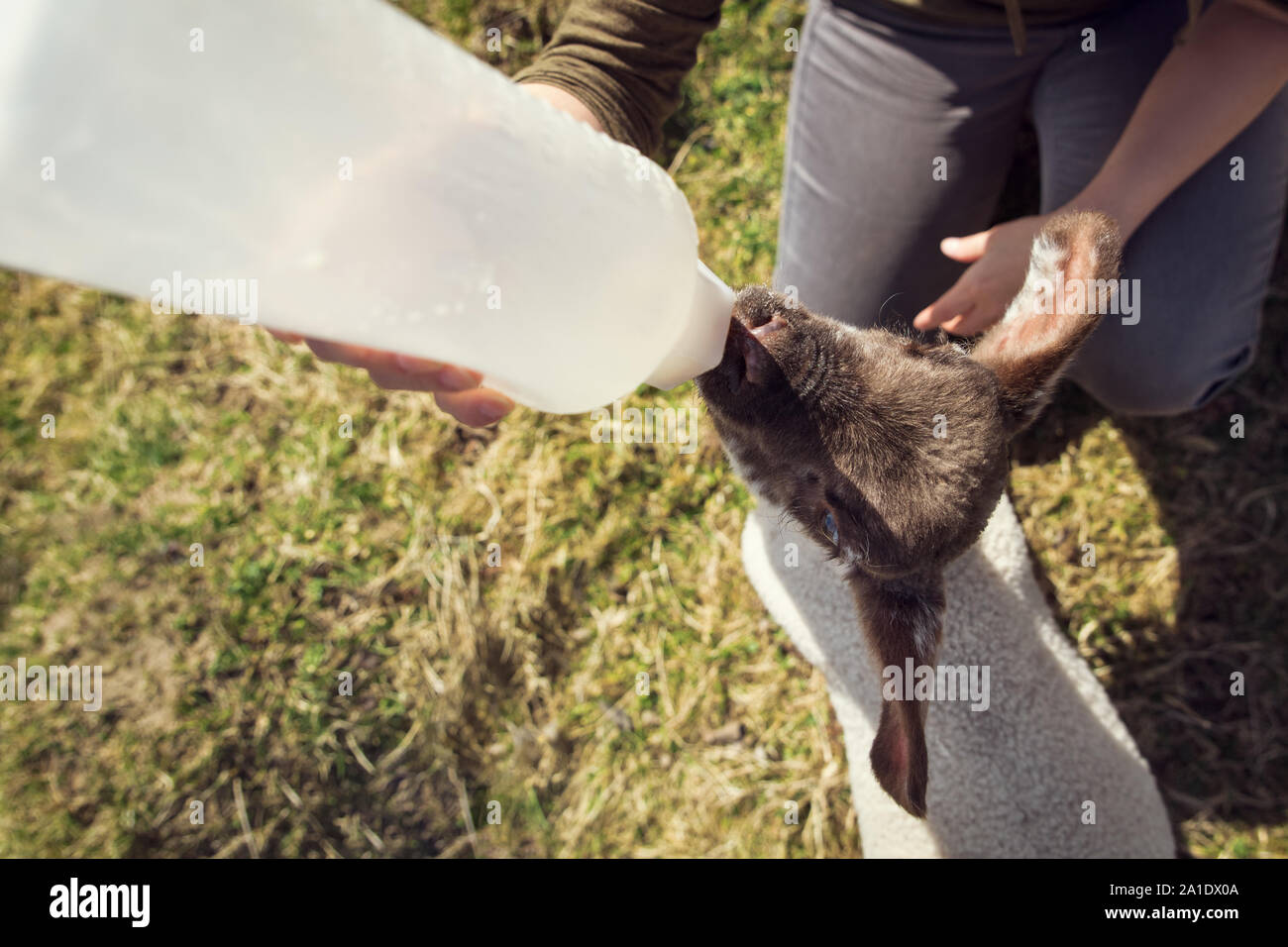 Lamm das Trinken der Milch aus der Flasche, Hand heben und Wachstum von einem Schaf Stockfoto