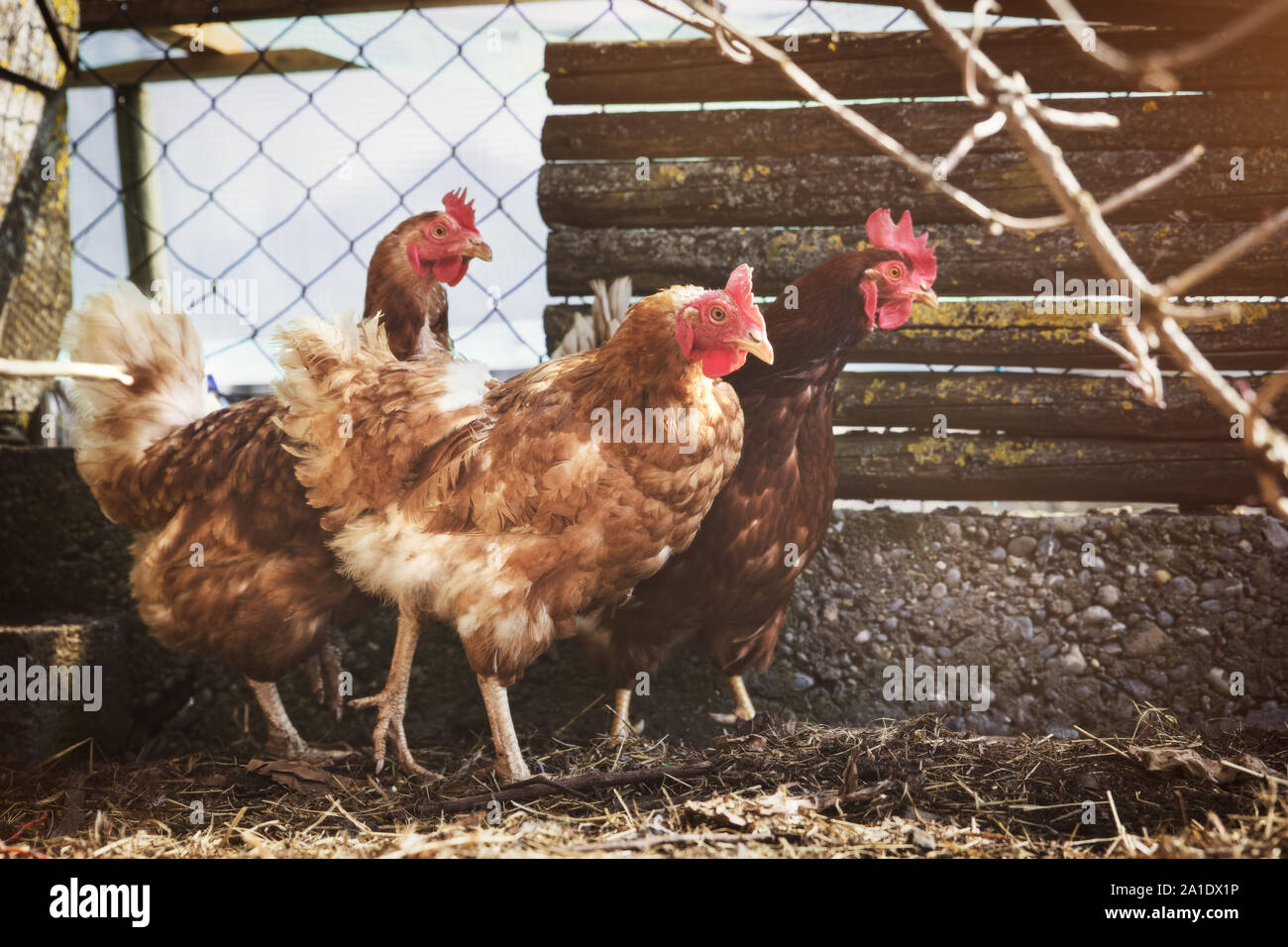Drei Huhn oder Hühner auf freier Strecke, Konzept, das Wohlergehen der Tiere auf dem Bauernhof Stockfoto