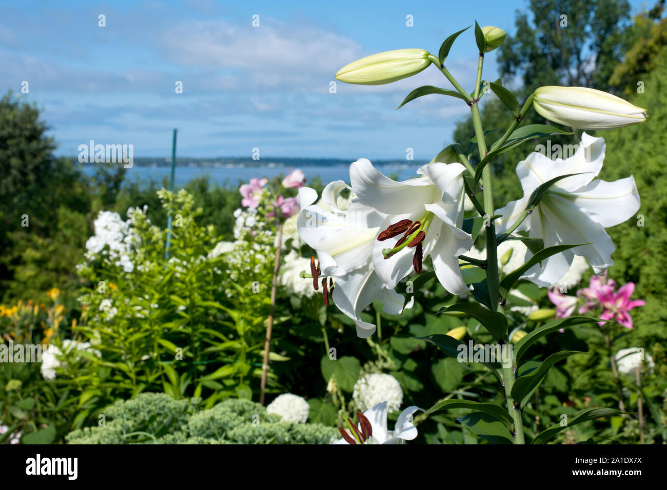 Mackinac Island, Michigan, USA - Weiße madonna Lilien (Lilium Candidum) in Blüte. Stockfoto