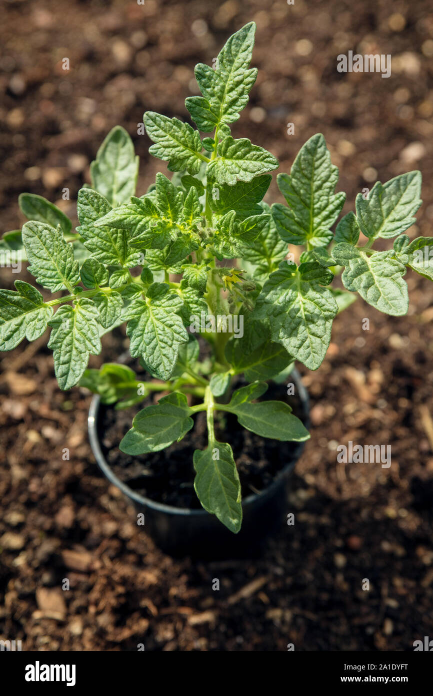 Tomate Pflanze im Garten, wachsende und Anpflanzen von Tomaten, topview Stockfoto