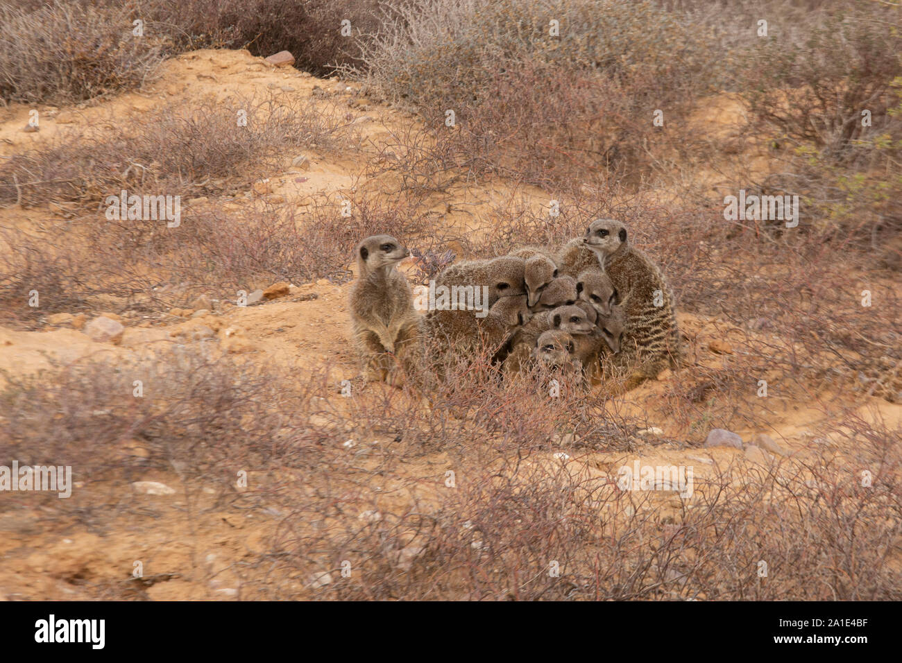 Eine Familie von Erdmännchen-Suricata suricatta - durch ihren Bau in der Morgendämmerung; Oudsthoorn, die Karoo, Südafrika Stockfoto