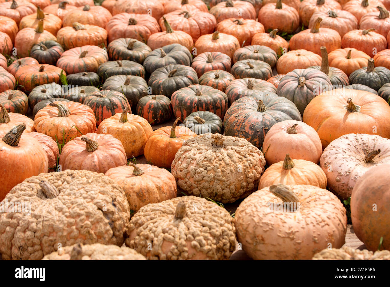 Cucurbita Maxima, verschiedene Sorten Kürbis Kürbis, Thanksgiving oder Halloween Hintergrund Stockfoto
