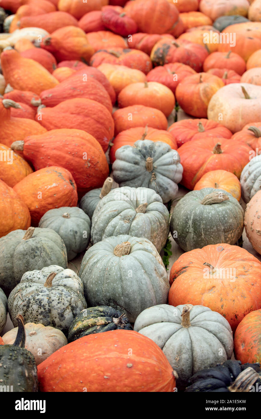Verschiedene Sorten von Cucurbita, Kürbisse Hintergrund für Thanksgiving und Halloween Stockfoto