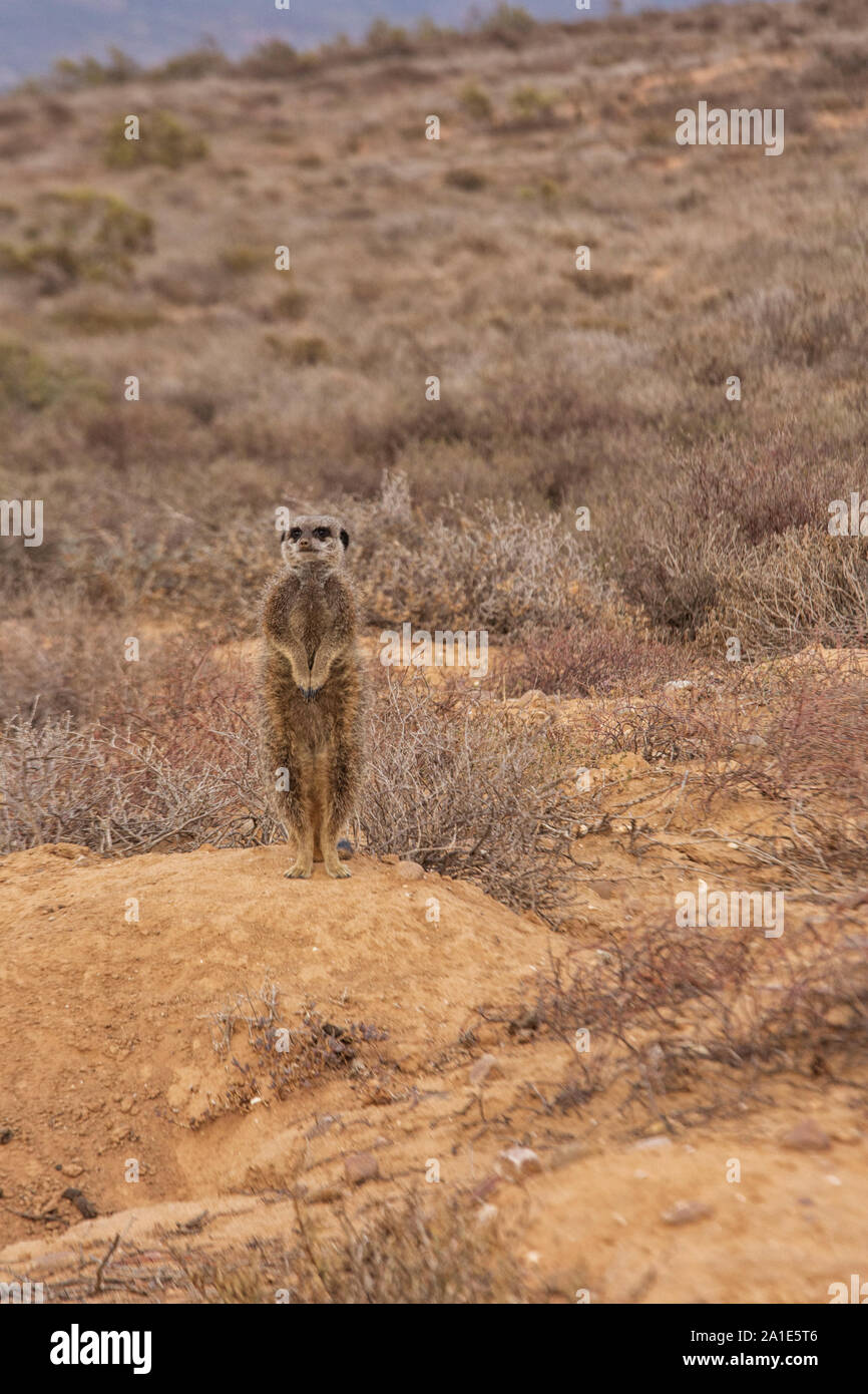 Erdmännchen - Suricata Suricatta; Gruppe von Erdmännchen durch ihren Bau in der Morgendämmerung; Oudsthoorn, der Karoo, Südafrika Stockfoto