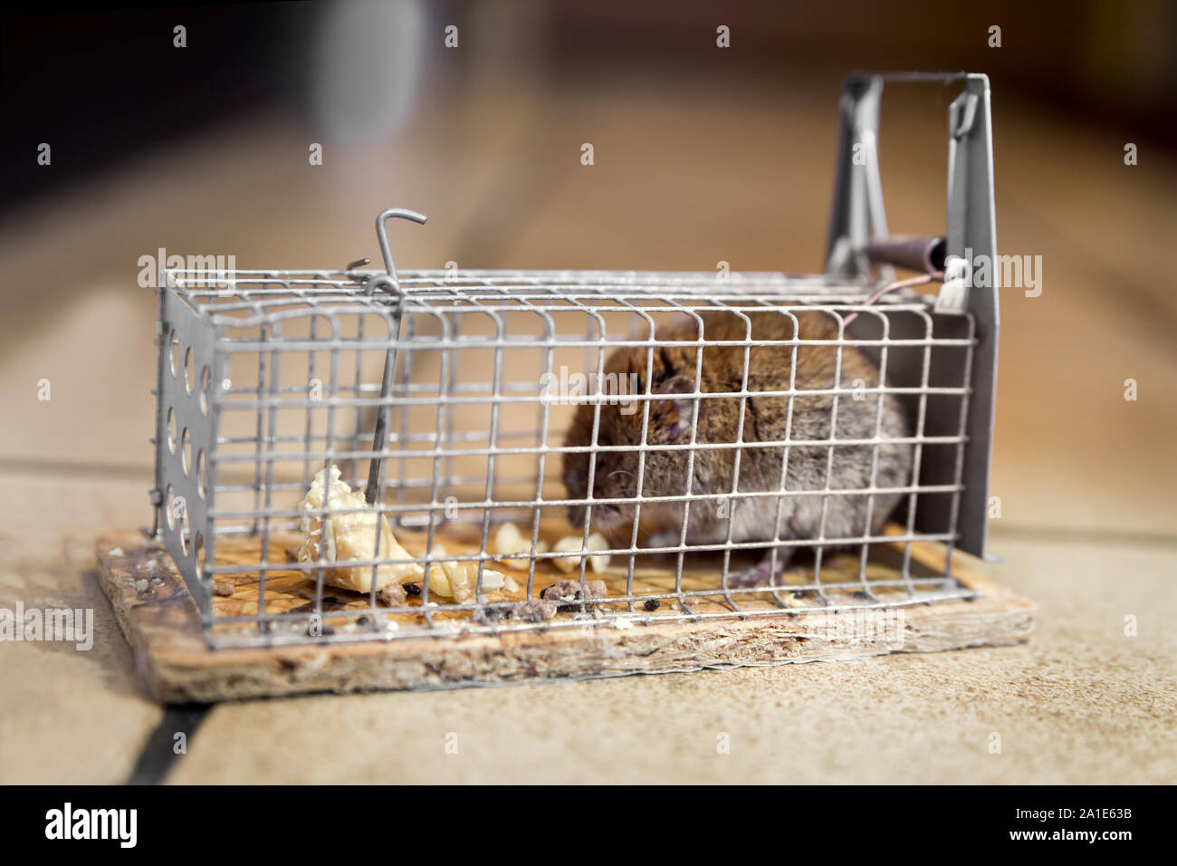 Maus ist in Mausefalle gefangen, Lebendfalle oder Kastenfalle in der Küche  Stock Photo