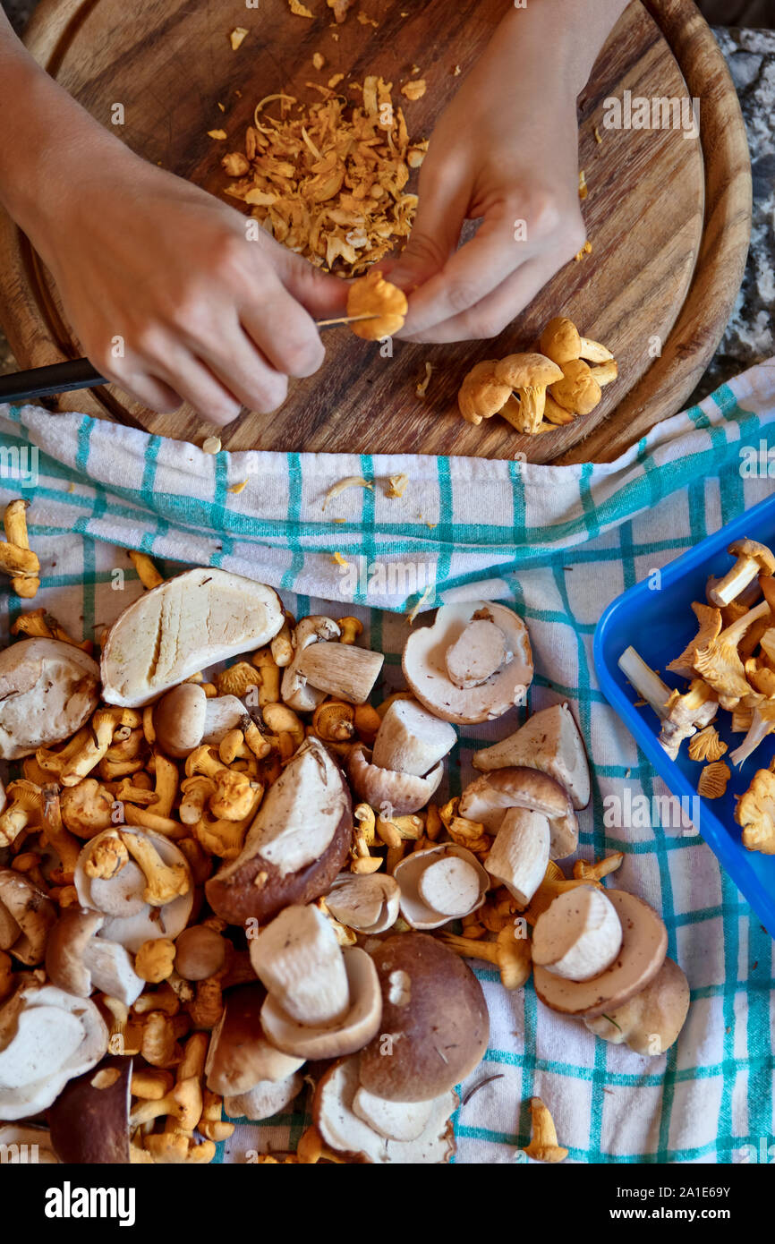 Flatlay, Frau ist Reinigung Steinpilzen und Pfifferlingen zu Hause oder in der Küche Stockfoto