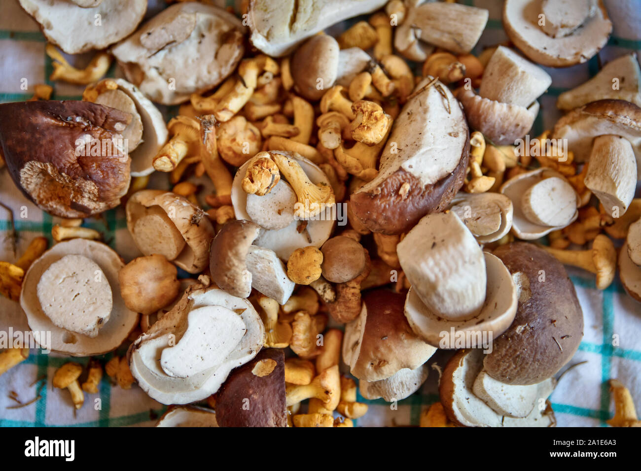 Topview, viele wilde Pilze, Steinpilze und Pfifferlinge, gourmet Pilze Stockfoto