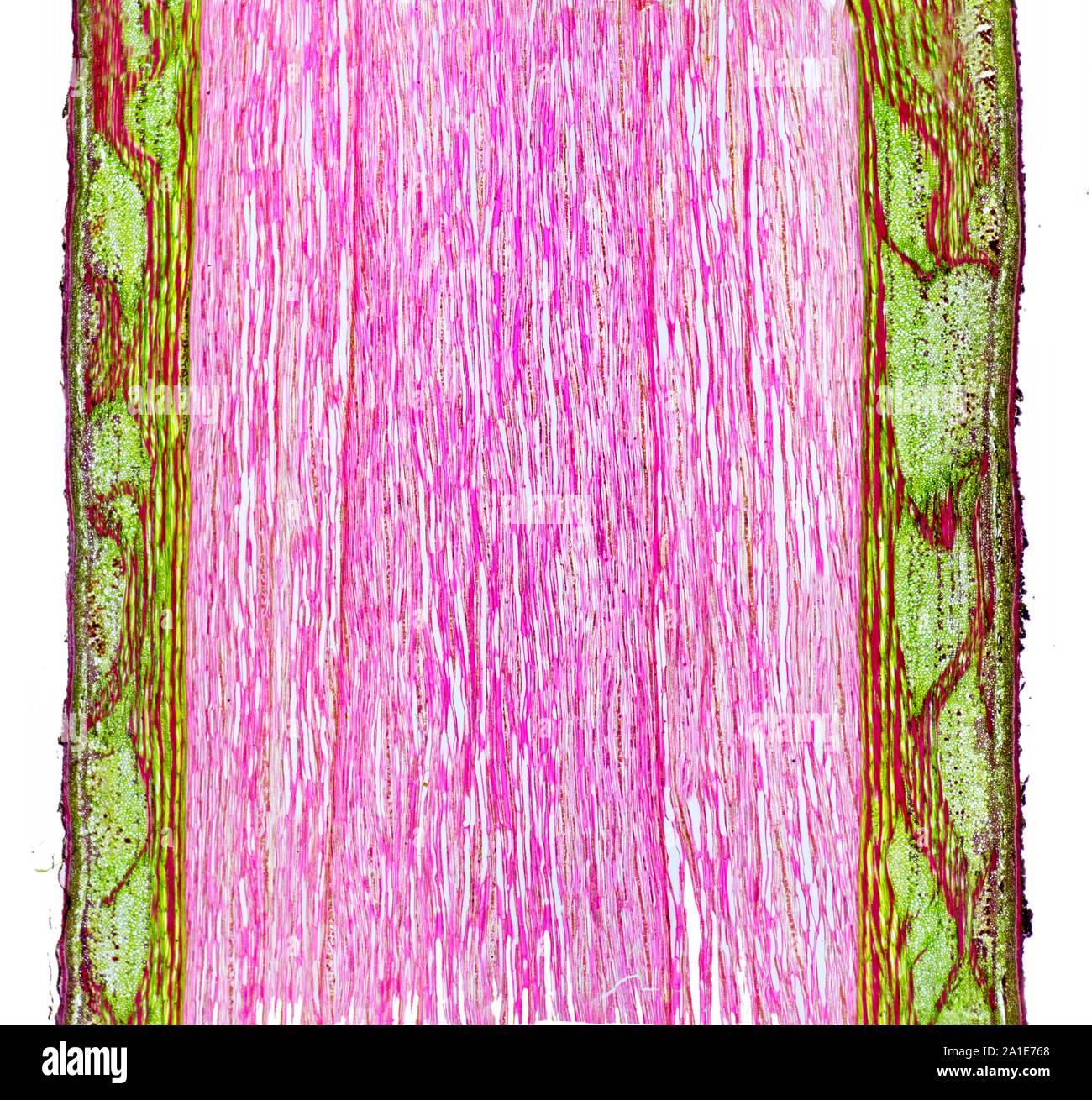 Tilia, Stammzellen LS tangential, hellfeld photomicrograph Stockfoto