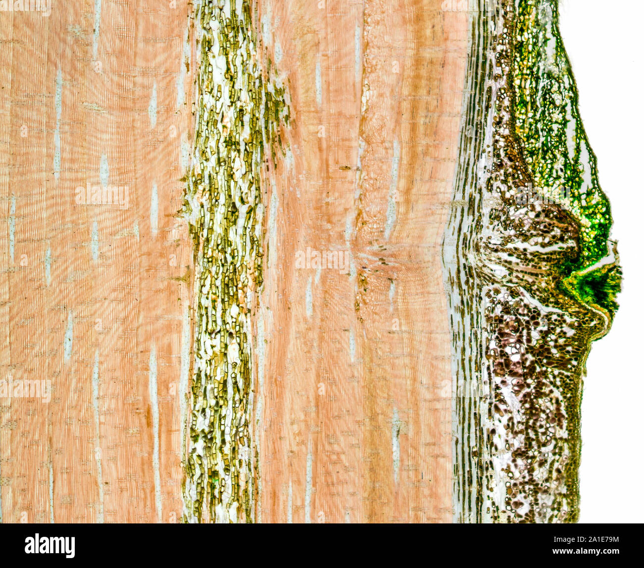 Pinus, alten Stammes RLS, hellfeld photomicrograph Stockfoto