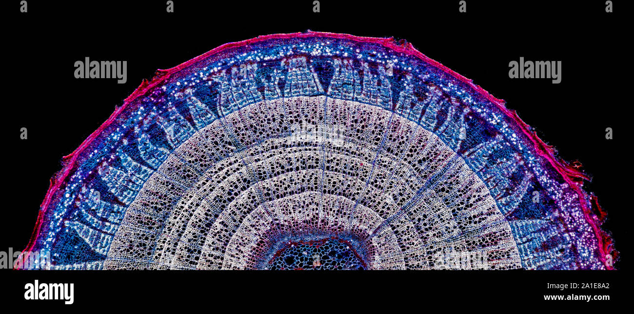 Tilia (Kalk) Stammzellen TS. Jahresringe, dunkelfeld Beleuchtung photomicrograph Stockfoto