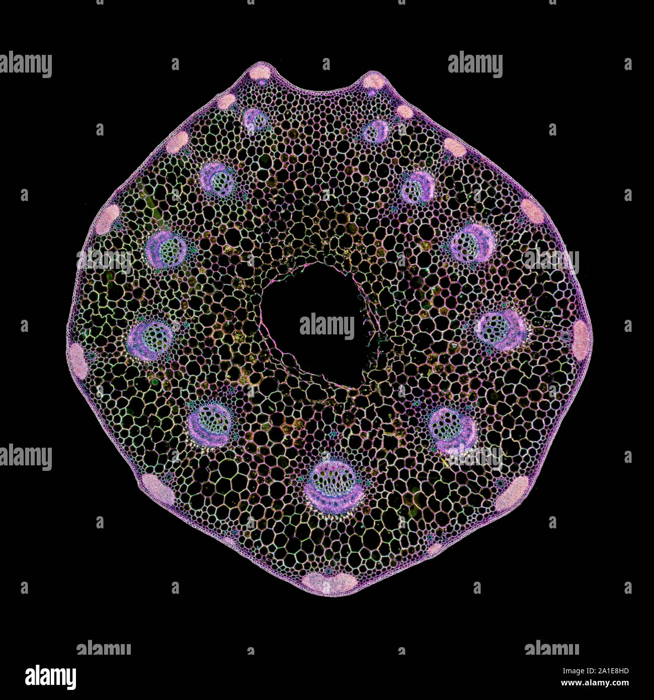 Pflanzliche Stammzellen abschnitt, TS, dunkelfeld Beleuchtung photomicrograph Stockfoto