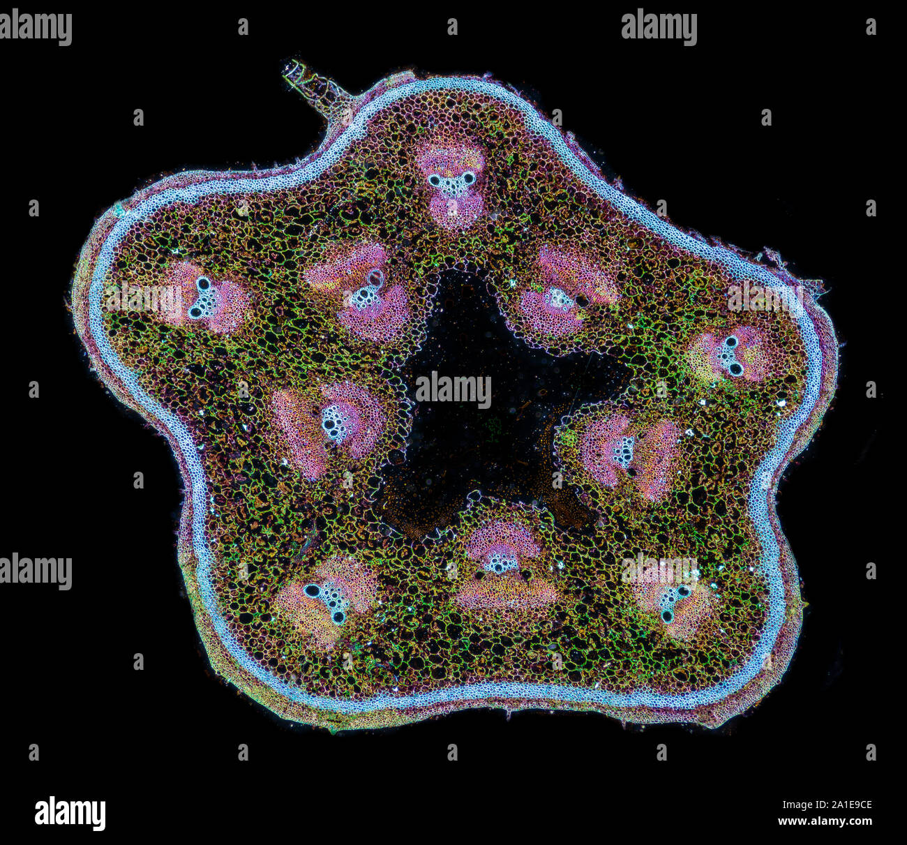 Cucurbita Stammzellen TS, dunkelfeld Beleuchtung photomicrograph Stockfoto