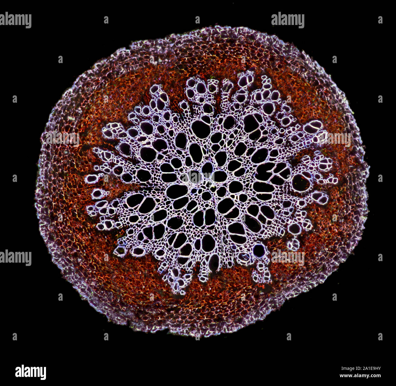 Helianthus alten root TS, dunkelfeld Beleuchtung photomicrograph Stockfoto