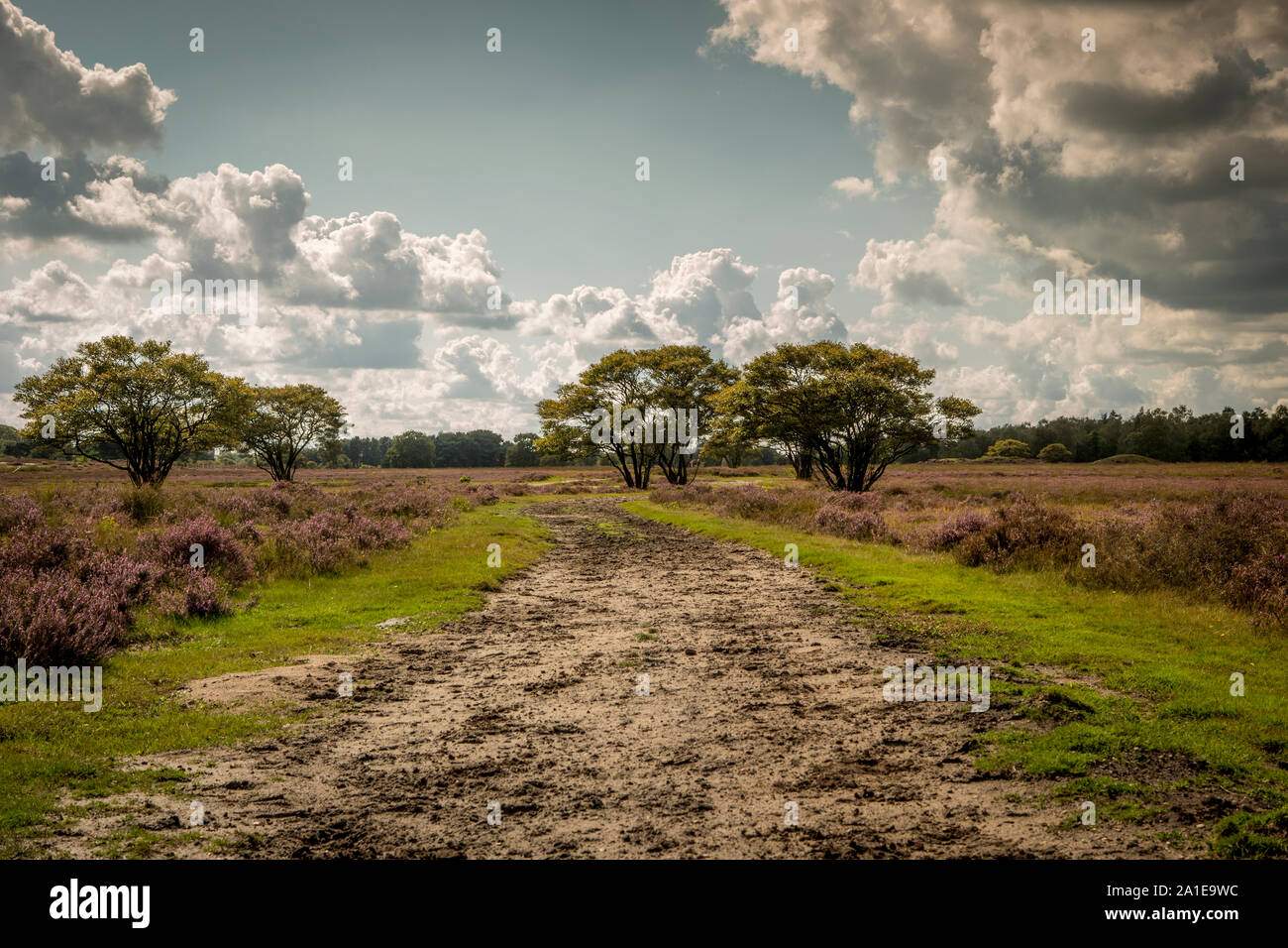 Heide im Herbst Niederlande Stockfoto