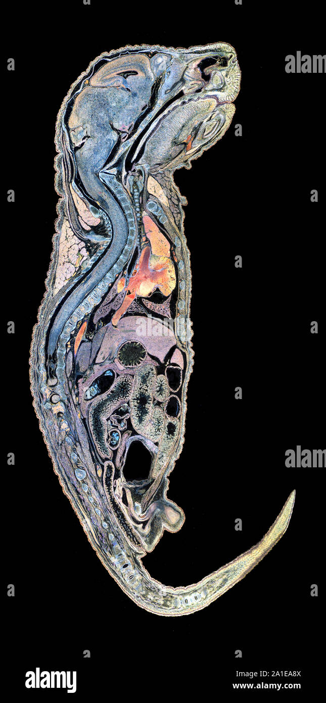 Mouse Embryo sagittal, LS. Medianschnitt, dunkelfeld Beleuchtung Stockfoto