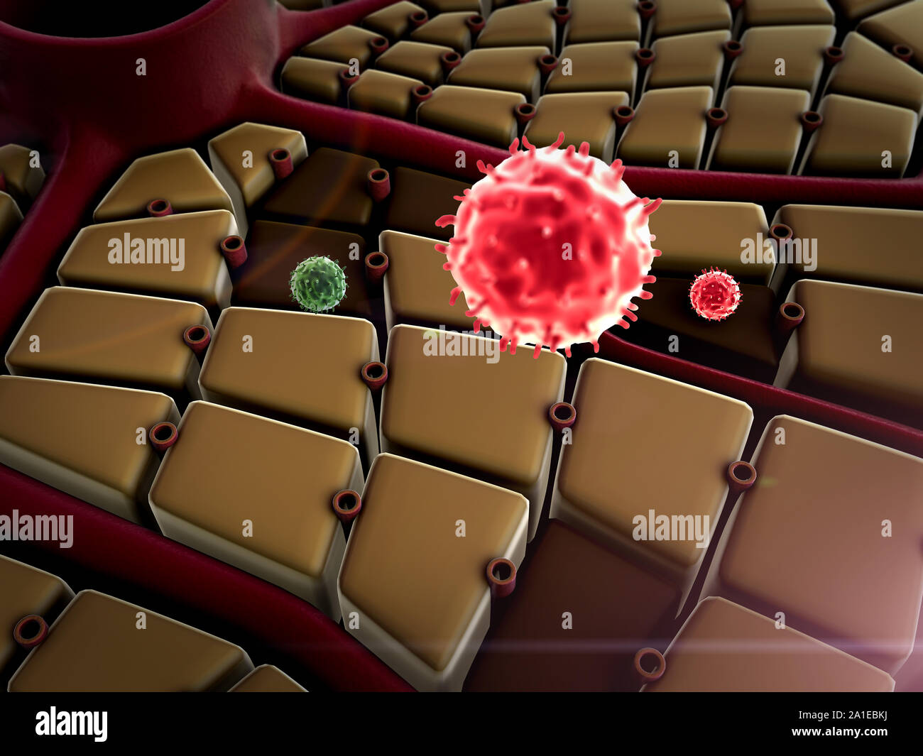 Virus die Zellen atack, Lebererkrankungen, Virus, das die Lungen in Angriff, der Prozess der Infektion von Zellen Stockfoto