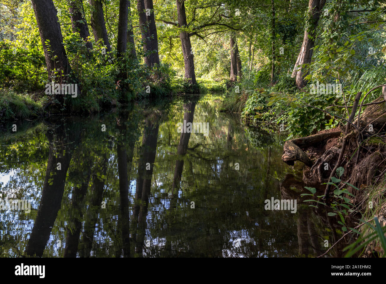 Reflexion der Bäume im Wasser Stockfoto