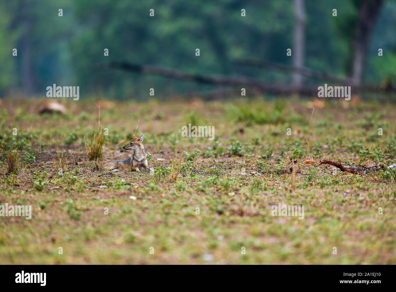 Natur gemälde landschaft von Indischen Schakal oder Canis aureus indicus Himalayan Schakal oder Golden schakal am frühen Morgen blaue Stunden in Kanha National Park Stockfoto