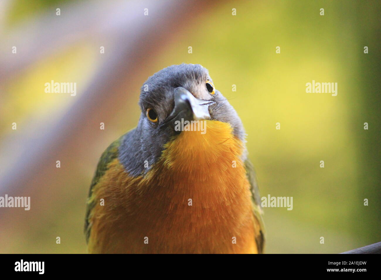 Graue Bushshrike Stockfoto