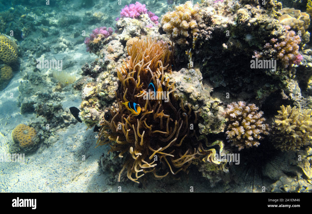 Farbenfrohe Korallenriff mit exotischen Fische im Roten Meer. Ägypten. Stockfoto