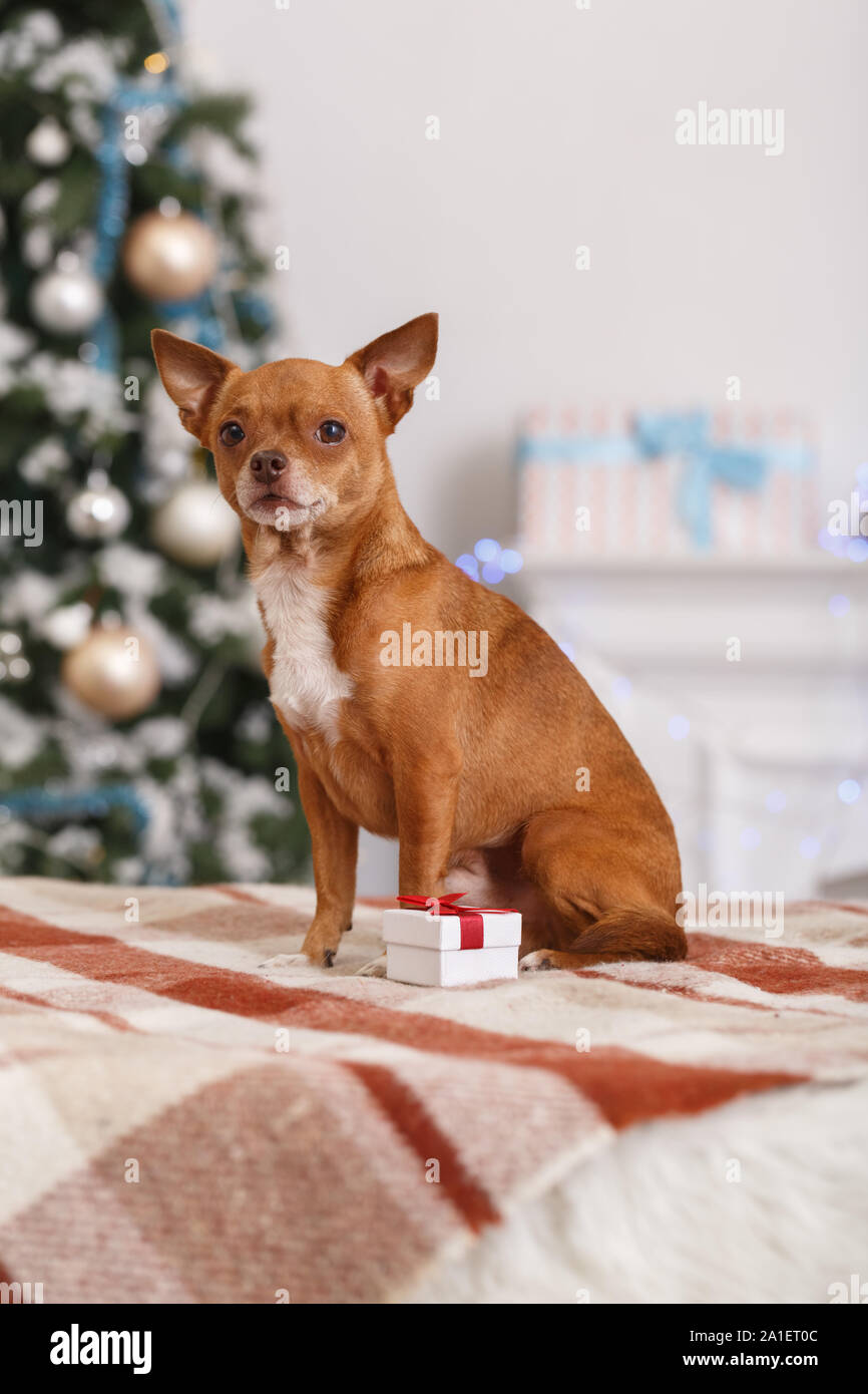 Eingerichtetes Wohnzimmer mit kleiner Hund sitzen auf plaid Decke mit kleinen Geschenkbox suchen Kamera Frohes neues Jahr close-up Stockfoto