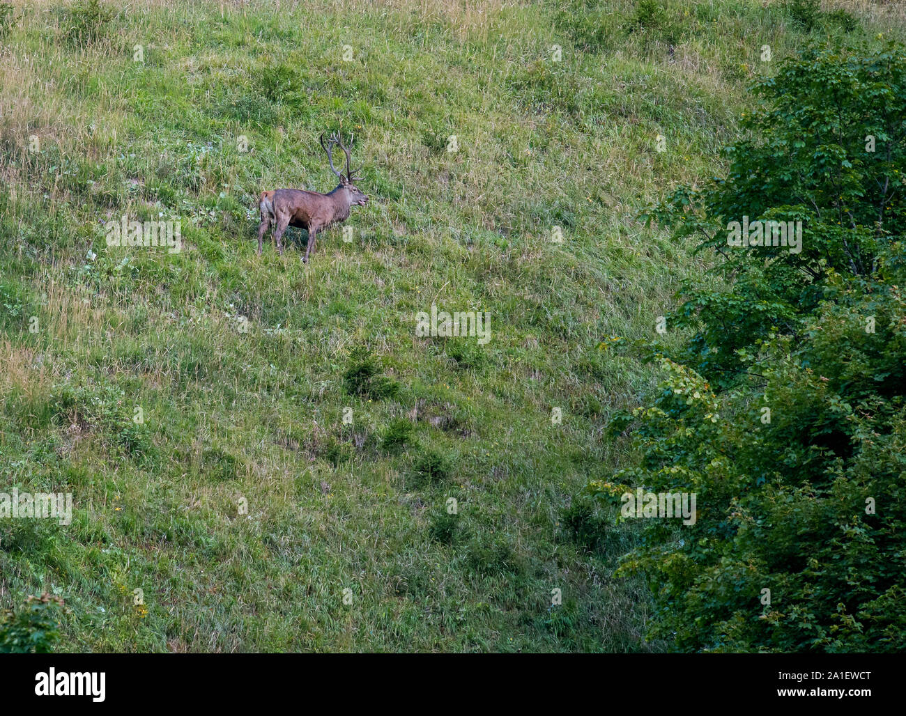 Grosser männlicher Hirsch 5/6 der Brunft in den Berner Alpen Stockfoto