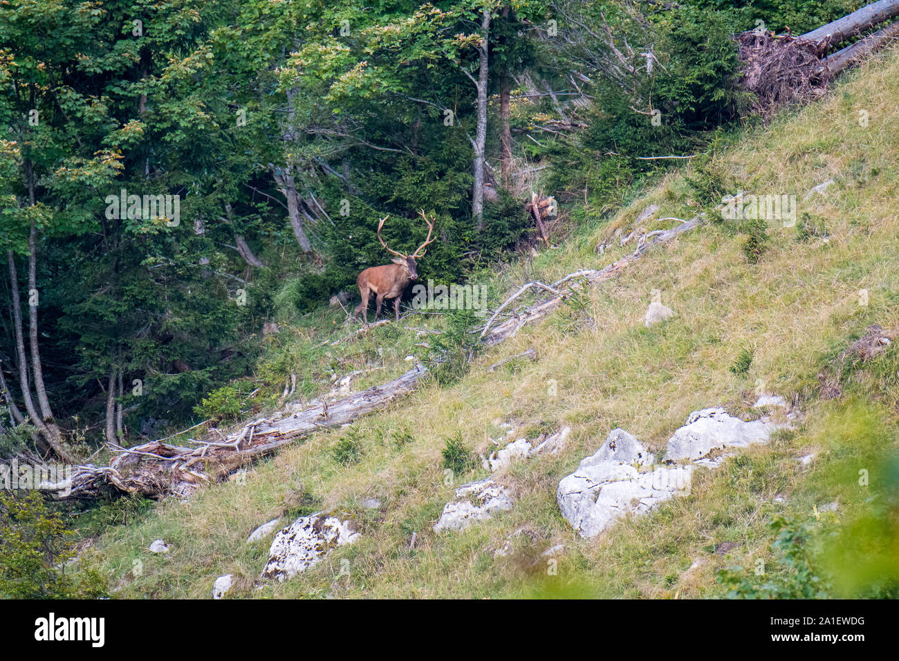 Grosser männlicher Hirsch 5/6 der Brunft in den Berner Alpen Stockfoto