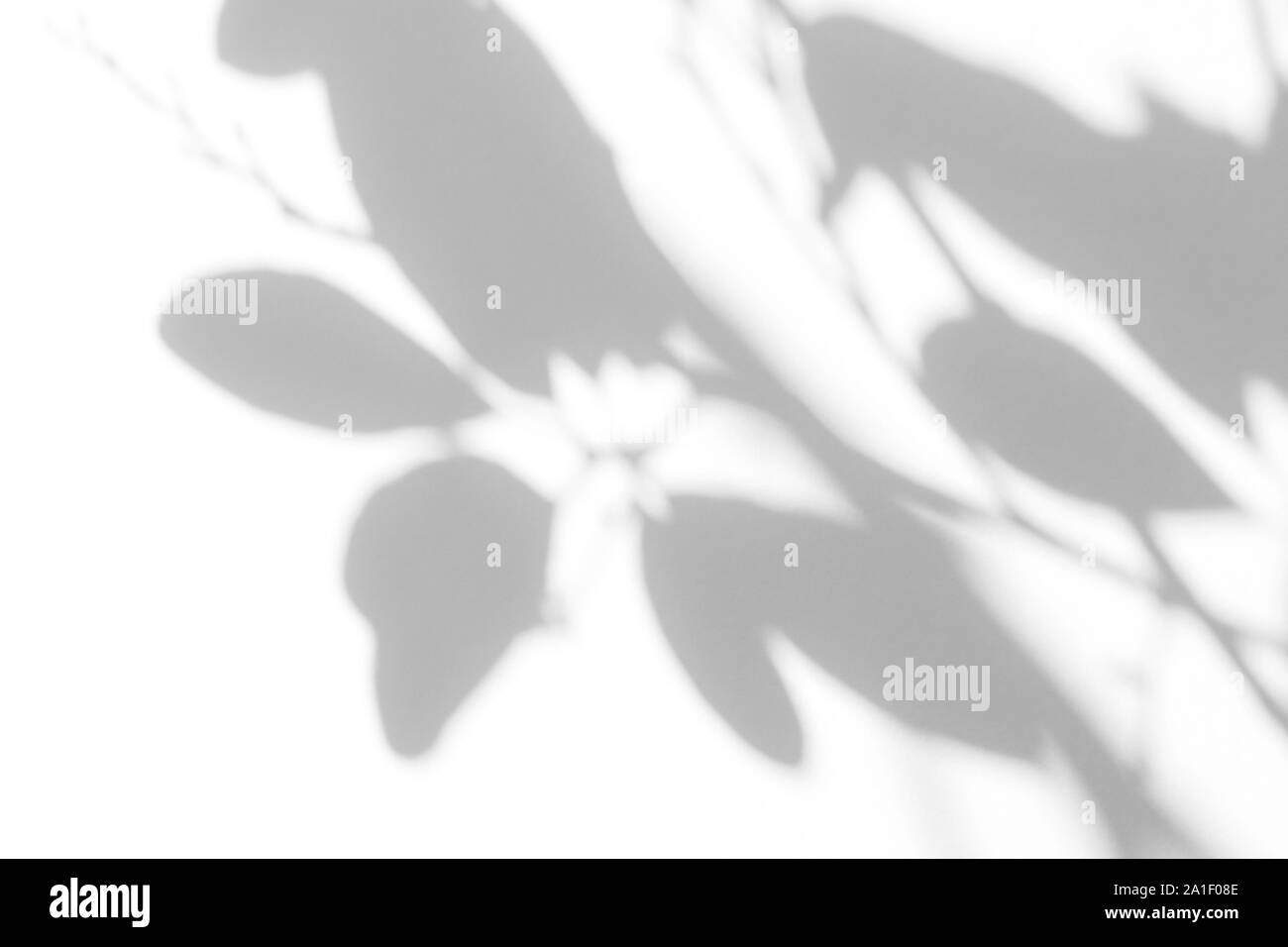 Overlay für Foto. Graue Schatten der Blätter auf eine weiße Wand. Abstrakten neutralen Charakter Konzept verschwommenen Hintergrund. Platz für Text. Stockfoto