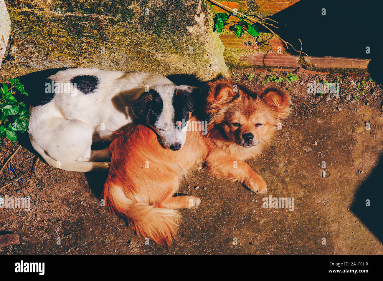 Hunde schlafen im Hinterhof in einem Café in Da Lat, Vietnam. Royalty hochwertige Foto Bild des Tieres. Stockfoto