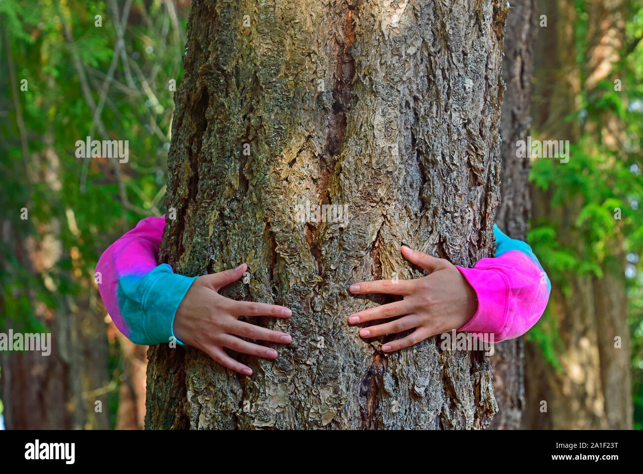 Eine Person in bunte Kleidung mit ihren Armen umschlingt Rund um den Stamm ein großer Baum wächst wild auf Vancouver Island British Columbia Kanada. Stockfoto