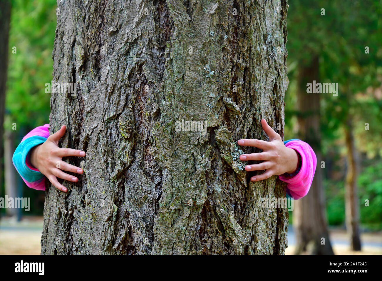 Eine Person in farbenfroher Kleidung mit ihren Armen um den Stamm eines großen Baumes gewickelt, der wild auf Vancouver Island British Columbia Canada wächst. Stockfoto