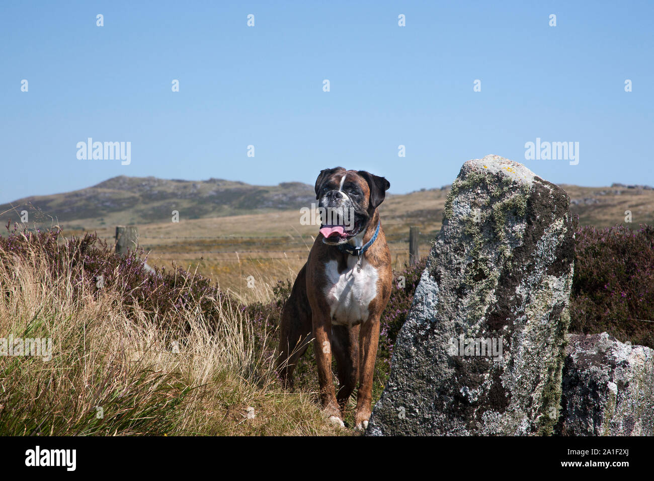 Held schoss der Boxer Hund auf Bodmin Moor Stockfoto