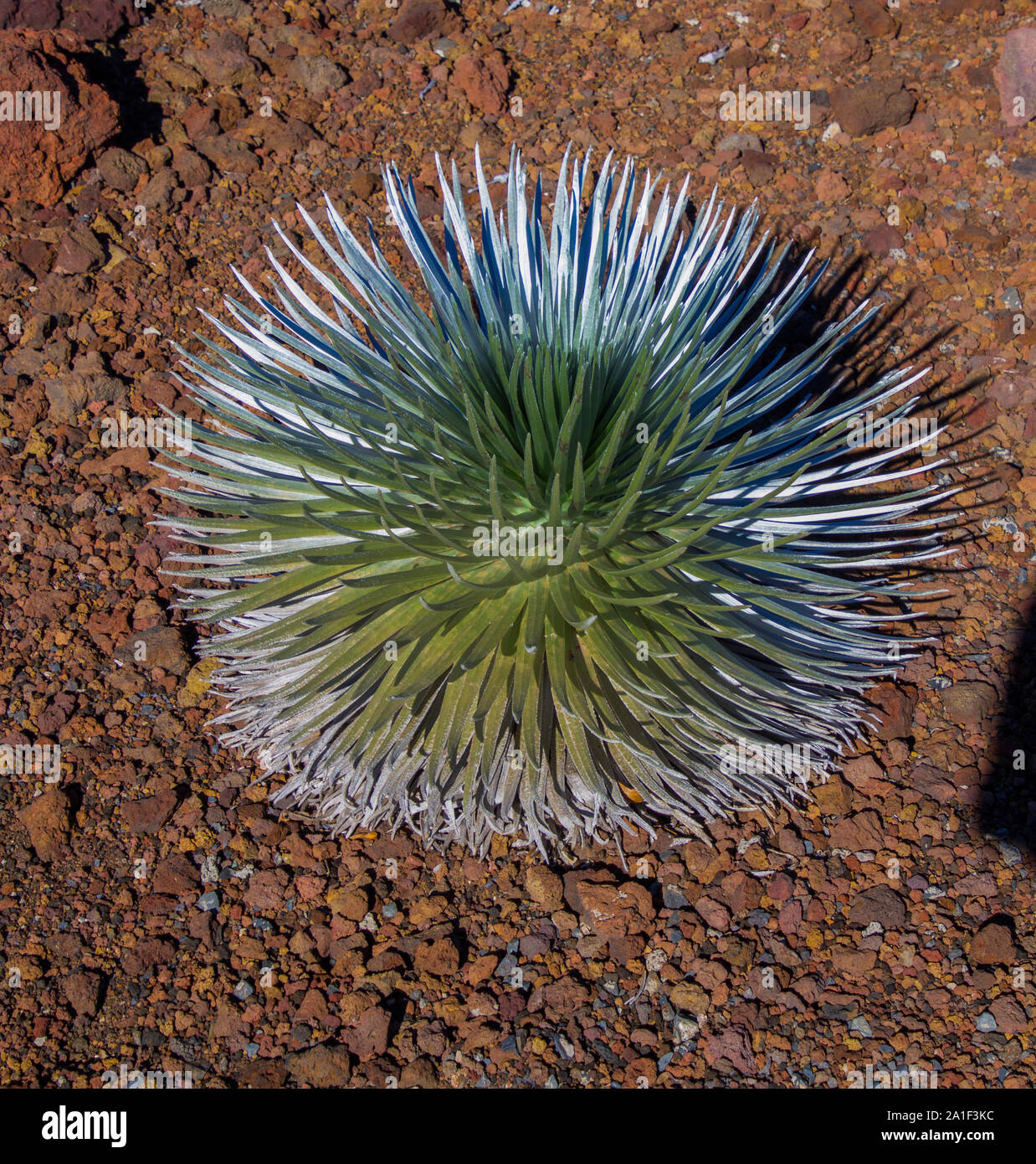 Ein silbernes Schwert vor einem braunen Steinmauer am Haleakala. Ein Vulkan auf der Insel Maui in Hawaii Stockfoto