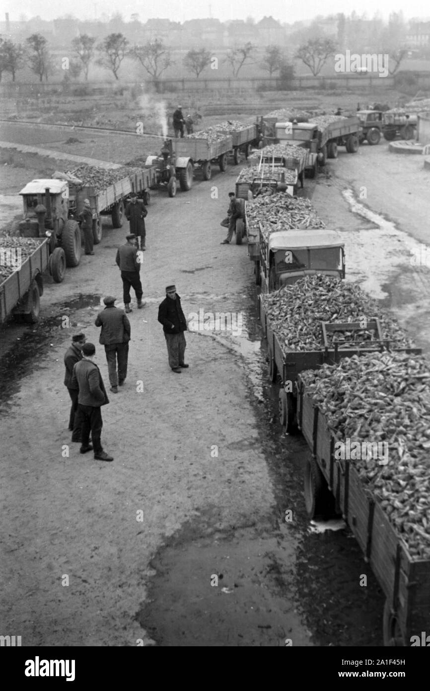 Arbeitsalltag in der Zuckerfabrik in Zeitz, DDR, 1950er. Die Arbeitswelt bei der Zuckerfabrik in Zeitz, DDR, 1950. Stockfoto