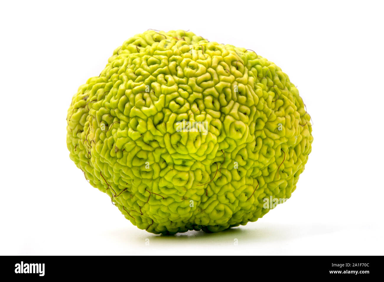Osage orange (Maclura pomifera) auf weißem Hintergrund Stockfoto