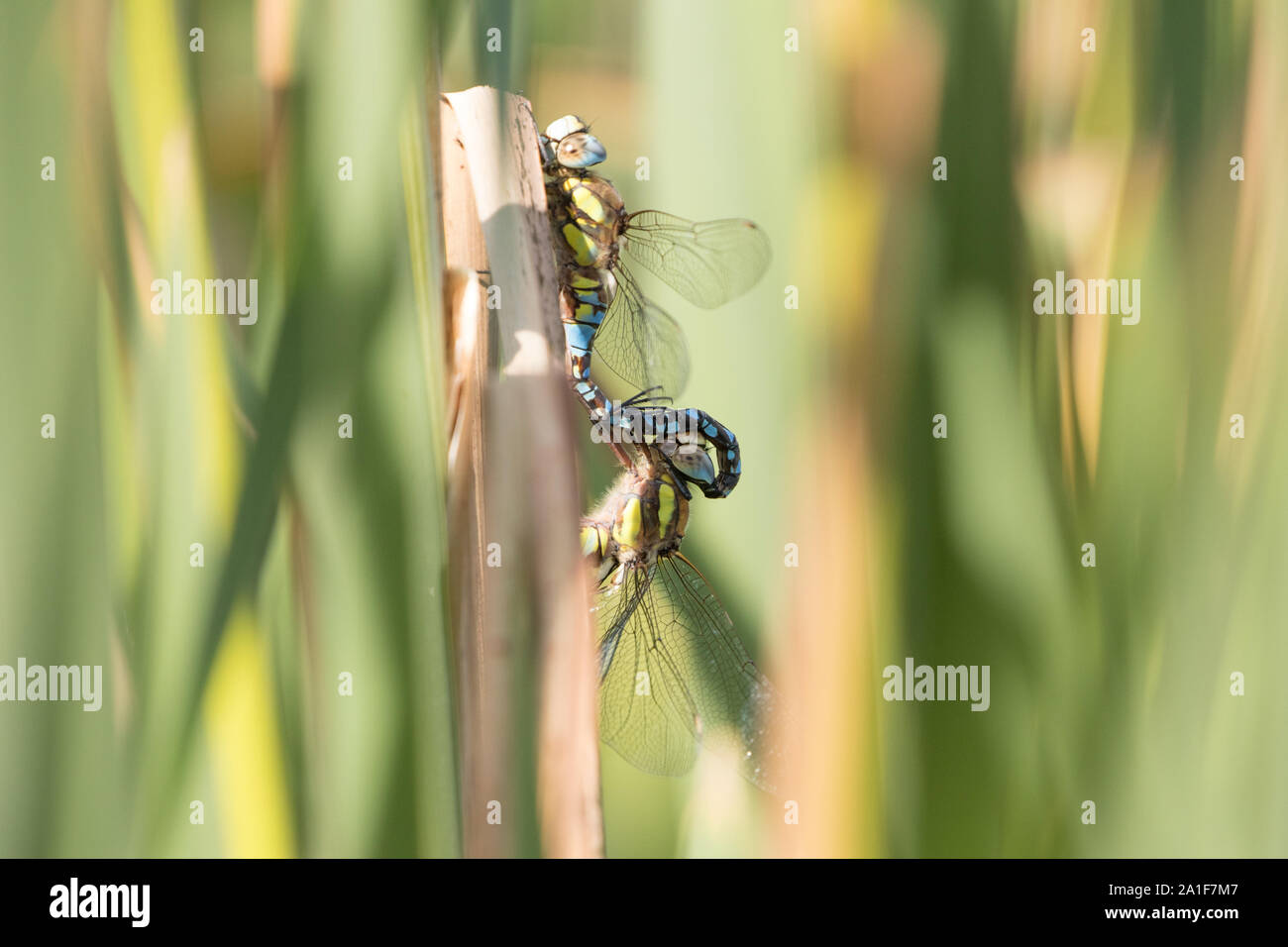 Migrant hawker Libellen (Aeshna Mixta) Verpaarung. Surrey, Großbritannien. Stockfoto