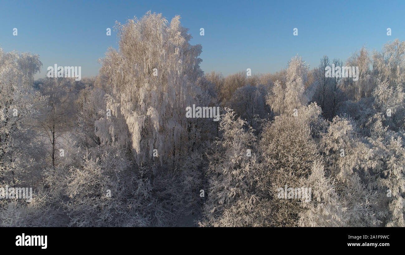 Luftbild Winter Landschaft Bäume mit Schnee im Land abgedeckt. Winter Forest an einem sonnigen Tag. Stockfoto
