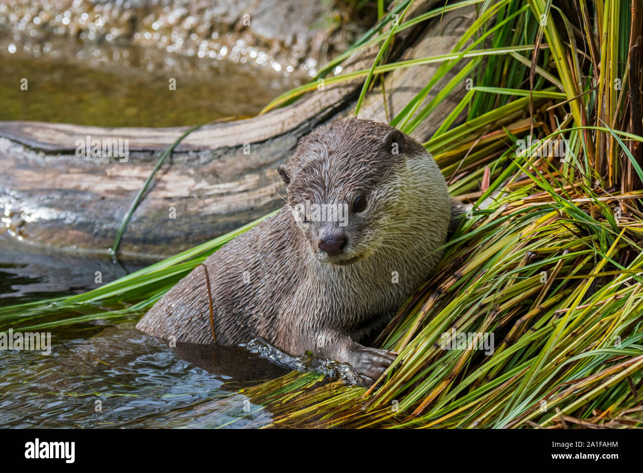 Glatte beschichtete Fischotter (Lutrogale perspicillata/Lutra perspicillata) Jagd entlang der Ufer, native auf den indischen Subkontinent und Südostasien Stockfoto