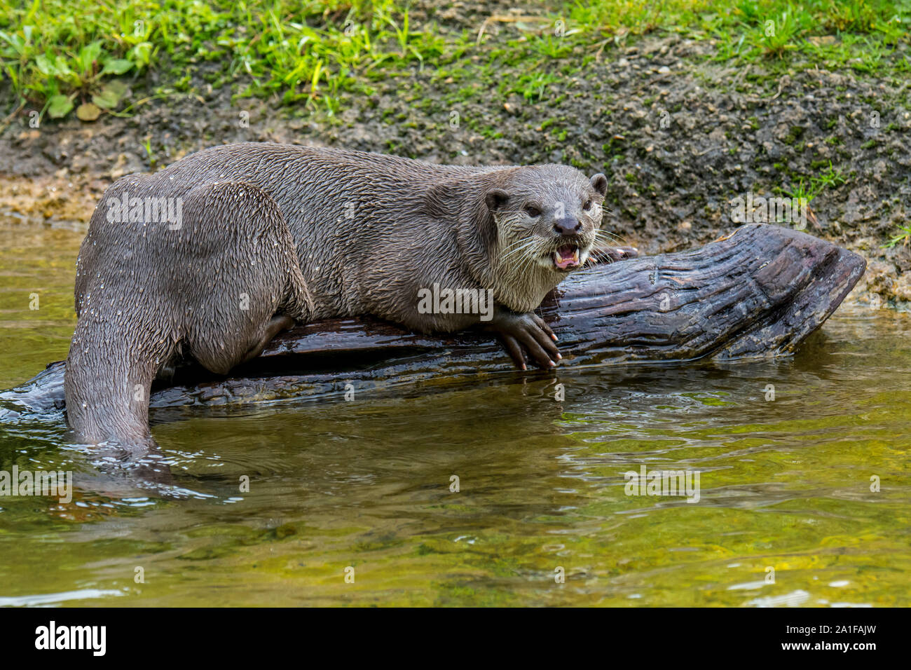 Glatte beschichtete Fischotter (Lutrogale perspicillata/Lutra perspicillata) Aufruf von River Bank, native auf den indischen Subkontinent und Südostasien Stockfoto