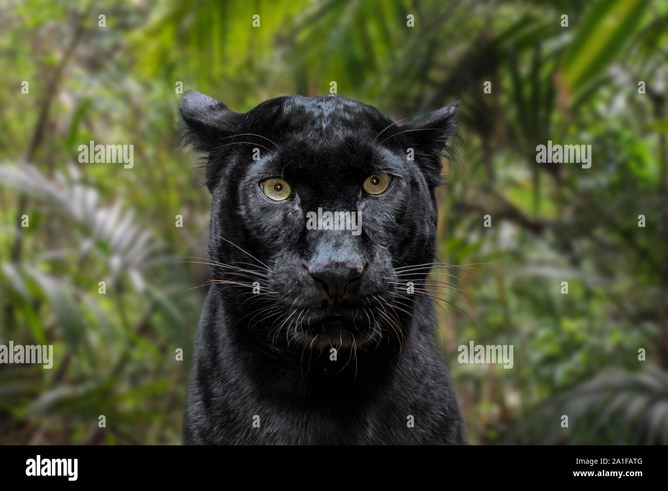 Melanistic/black panther Leopard (Panthera pardus) im Regenwald, beheimatet in Afrika südlich der Sahara und in Asien Stockfoto