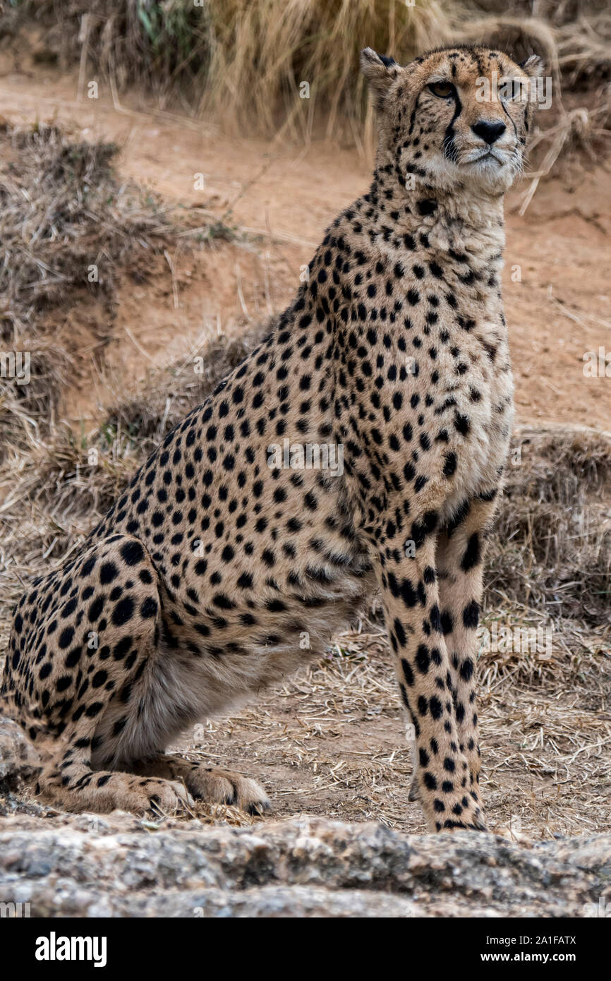 Gepard (Acinonyx jubatus) sitzen und Tarnfarben Stockfoto