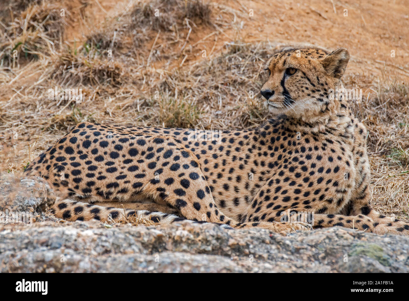 Gepard (Acinonyx jubatus) ruhen und Tarnfarben Stockfoto