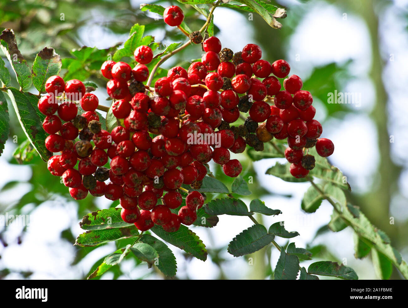 Die Rowan oder Mountain Ash ist ein Teil der Verwirrung Familie von Sorbus, die 80 Arten der mittelgroße Bäume und Sträucher, die leicht hybridisieren Stockfoto