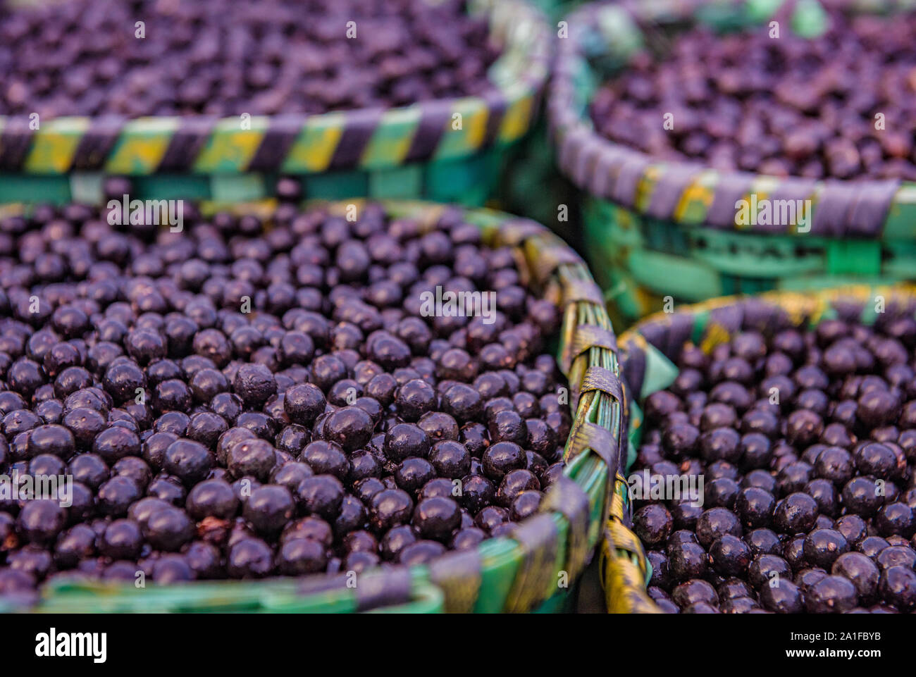 Acai Beeren, eine exotische Frucht von Amazon, auf Körbe Stockfoto