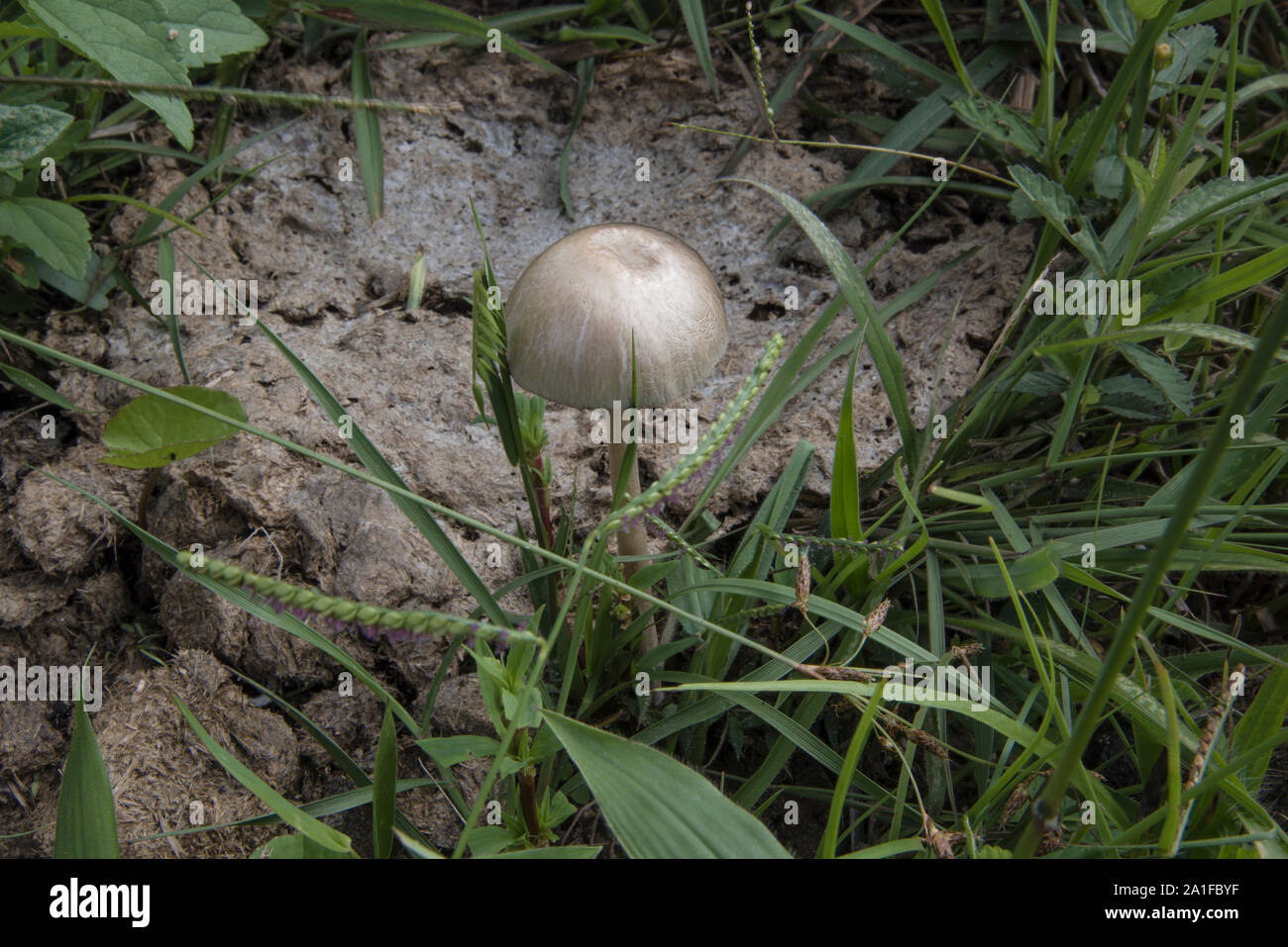 Magic Mushroom auf Boden inmitten der Gras Stockfoto