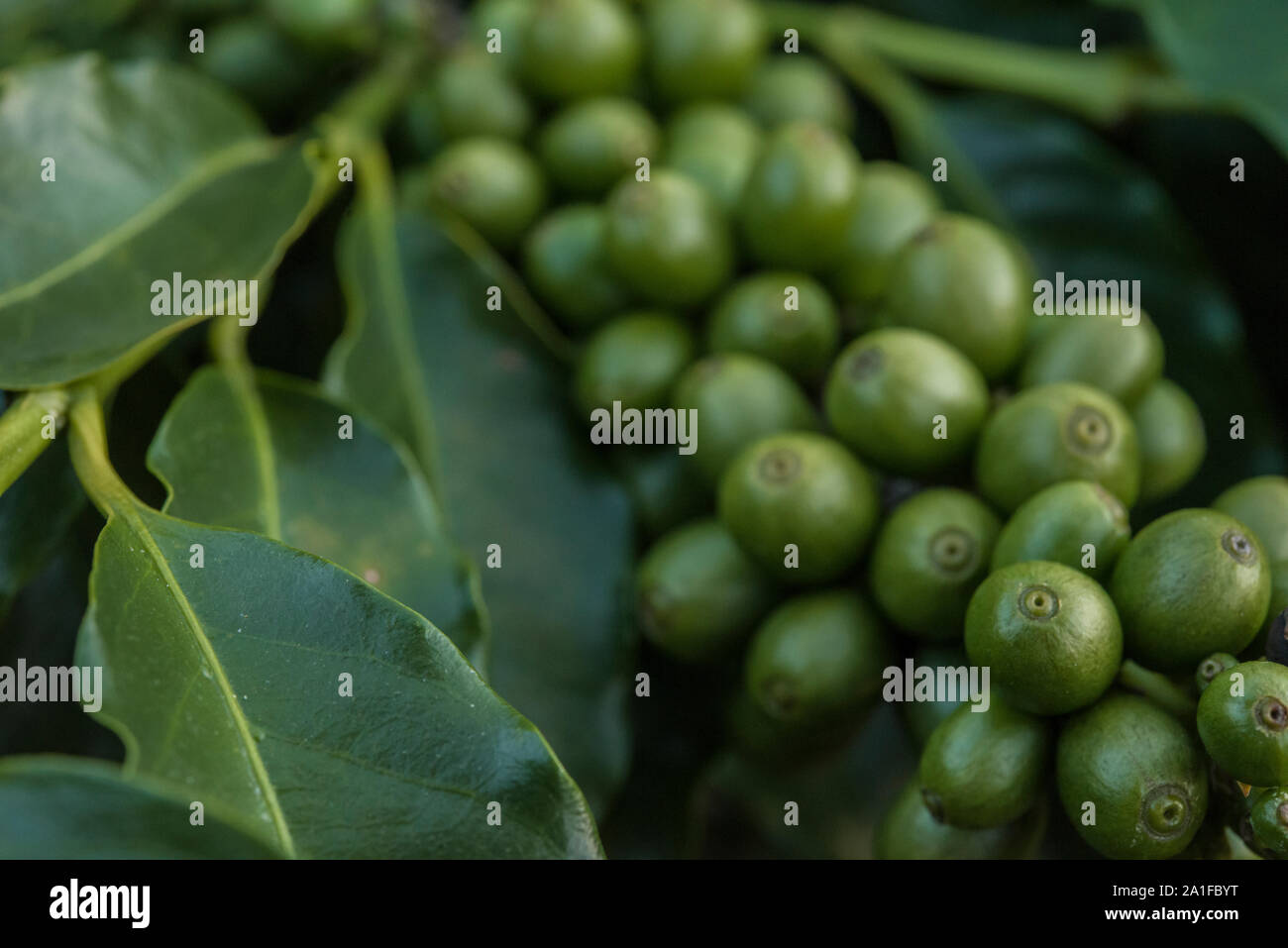 Mit grünen Bohnen aus den besten Kaffee in Brasilien erzeugten Baum Stockfoto