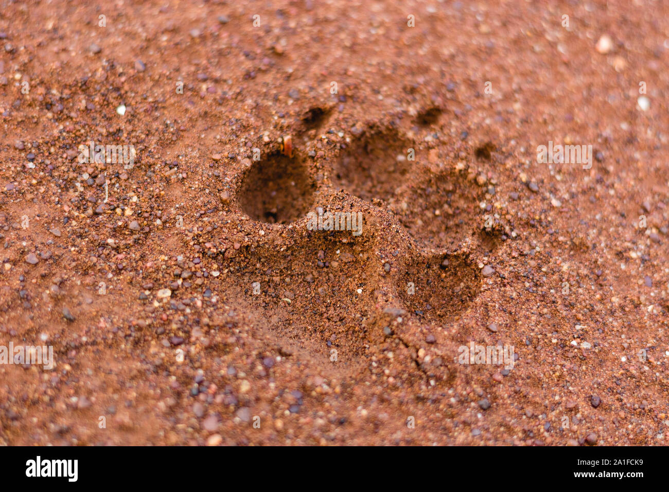 Single Hund Pfotenabdruck in feuchten Sand Stockfoto