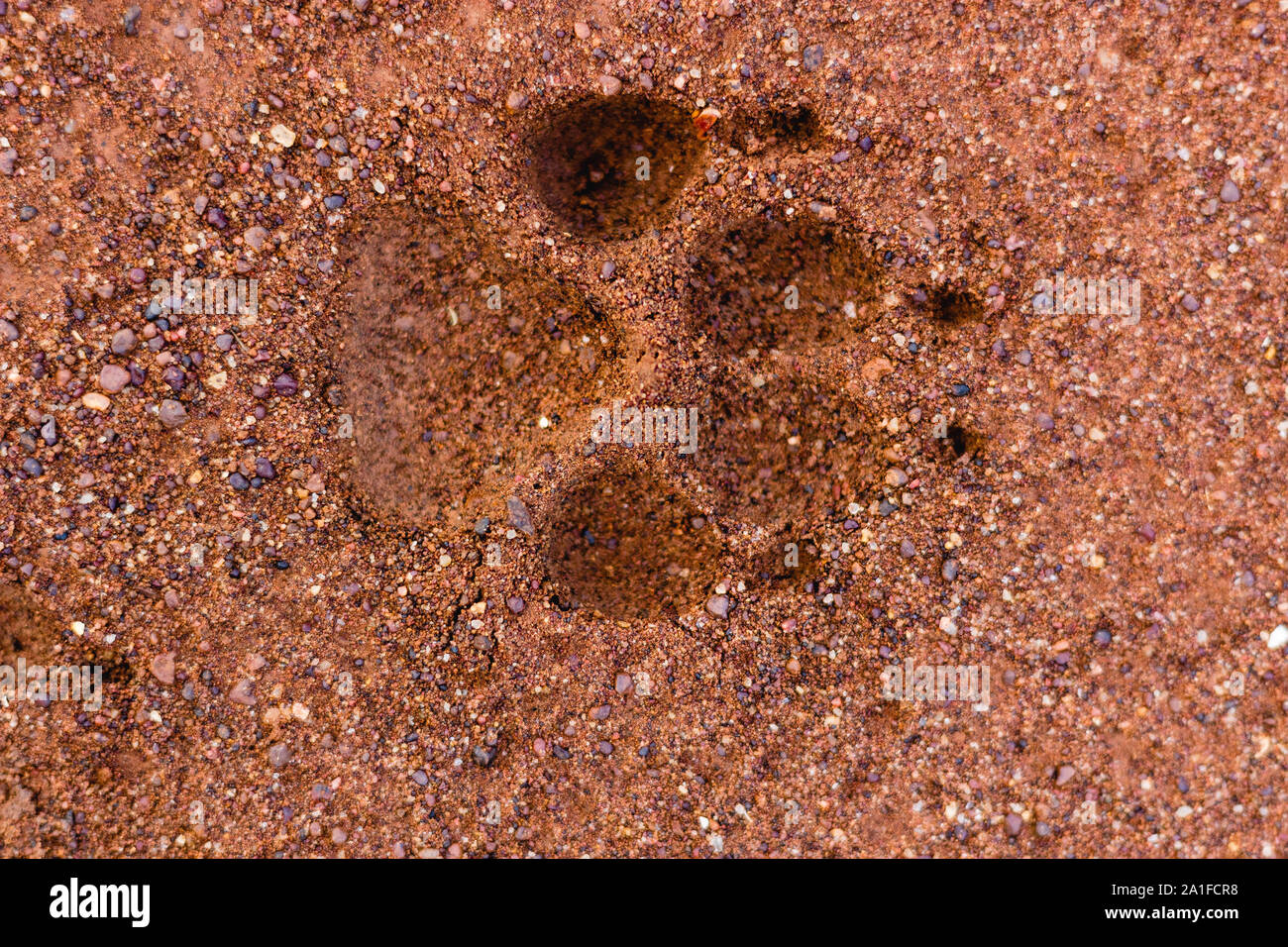 Single Hund Pfotenabdruck in feuchten Sand Stockfoto